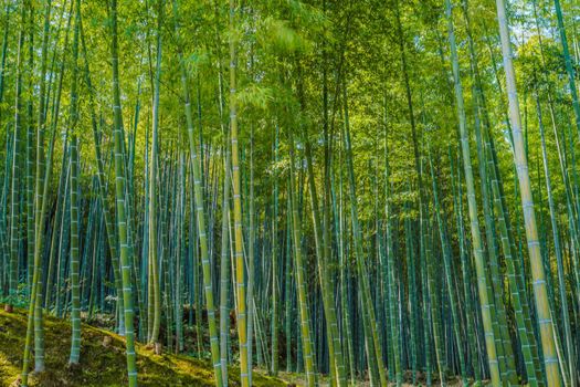 Bamboo forest of Kyoto and Arashiyama. Shooting Location: Kyoto
