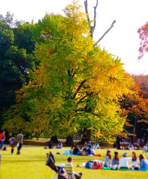 Yellow large tree. Shooting Location: Tokyo metropolitan area