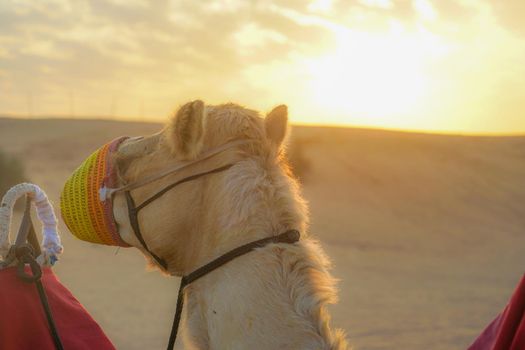 Arabian Desert Camel (United Arab Emirates). Shooting Location: Dubai