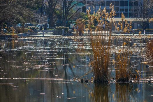Image of non-Ozo pond. Shooting Location: Tokyo metropolitan area