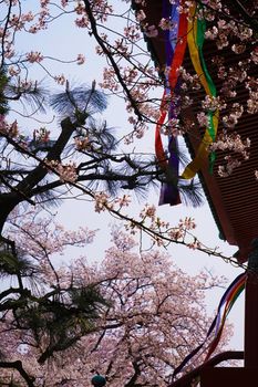 Sakura image of Yokohama, Takahatama. Shooting Location: Yokohama-city kanagawa prefecture