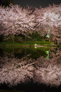 Sankeien Night Sakura. Shooting Location: Yokohama-city kanagawa prefecture