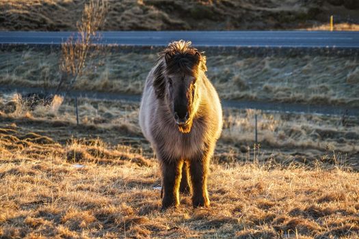Iceland Horse (at the meadow of Iceland). Shooting Location: Iceland, Lay Cavik