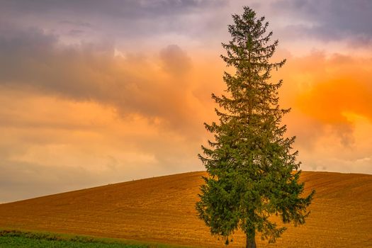 Sunset view of Christmas tree tree (Hokkaido Biei-cho). Shooting Location: Hokkaido Biei-cho