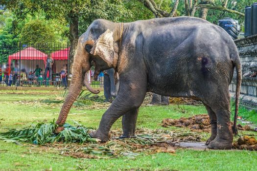 Image of elephant (Sri Lanka Candy). Shooting Location: Sri Lanka, Candy