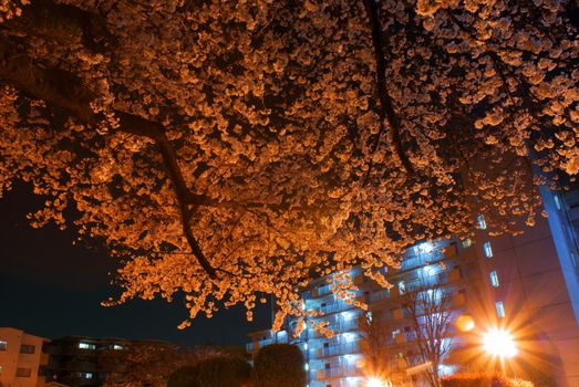Image of the night cherry blossoms. Shooting Location: Tokyo Chofu City