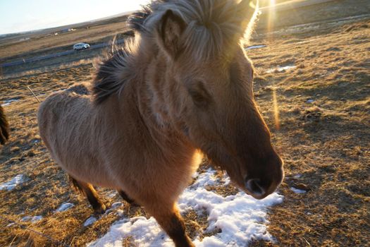 Iceland Horse (at the meadow of Iceland). Shooting Location: Iceland, Lay Cavik
