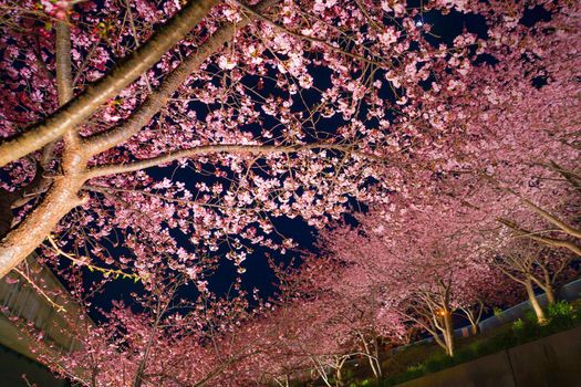 Kawazu Sakura on Miura coast. Shooting Location: Miura City, Kanagawa Prefecture