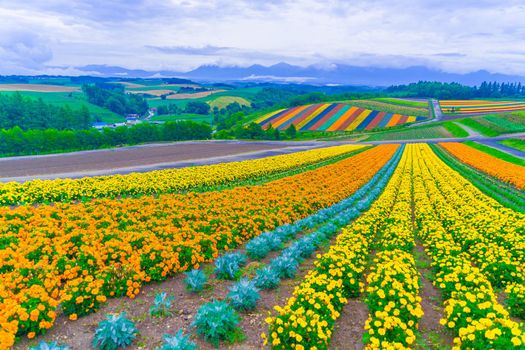 Shiki Aya Hill Our Flower Field (Hokkaido Biei-cho). Shooting Location: Hokkaido Biei-cho