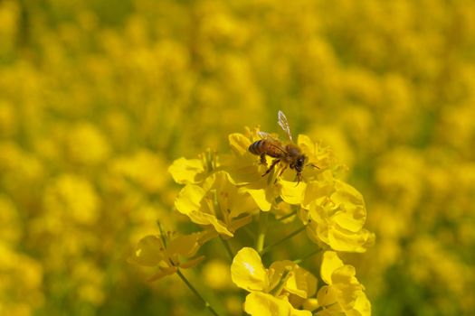 Vegetable flowers and honeybees. Shooting Location: Tokyo metropolitan area