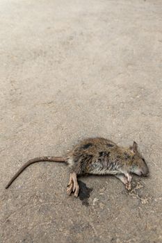 dead mouse body on sandy asphalt surface.