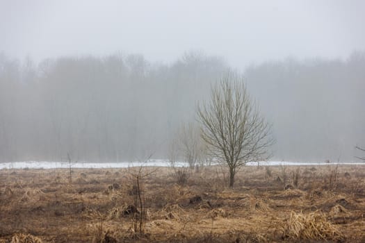 dry grass field at foggy spring morning with alone young tree.