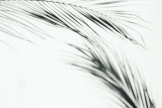 Abstract shadows from the leaves of tropical trees on a white wall. Copy space.