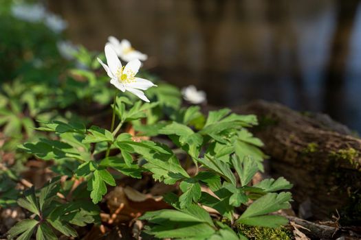 Forest during springtime, close up image of windflowers (Anemone nemorosa)