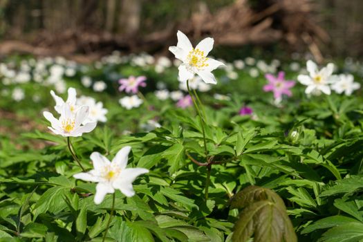 Forest during springtime, close up image of windflowers (Anemone nemorosa)