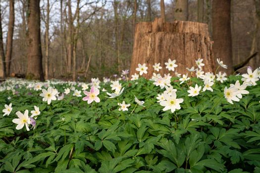 Forest during springtime, close up image of windflowers (Anemone nemorosa)