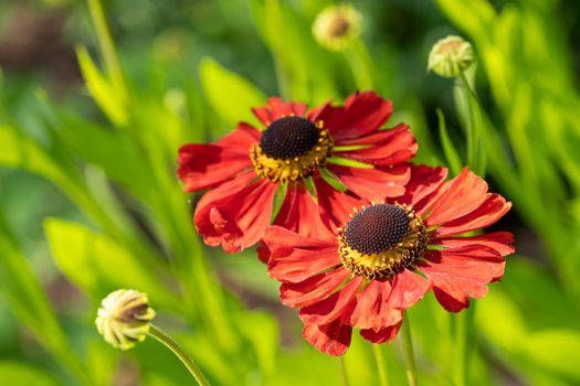 Helens Flower (Helenium), flowers of summertime