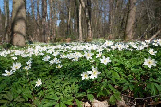 Forest during springtime, close up image of windflowers (Anemone nemorosa)