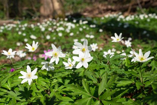 Forest during springtime, close up image of windflowers (Anemone nemorosa)