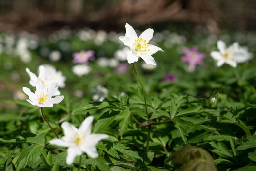 Forest during springtime, close up image of windflowers (Anemone nemorosa)