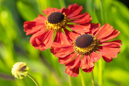 Helens Flower (Helenium), flowers of summertime