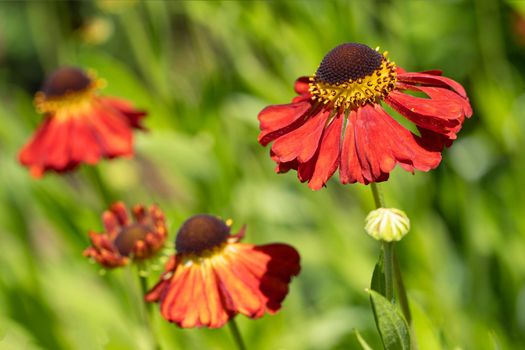 Helens Flower (Helenium), flowers of summertime