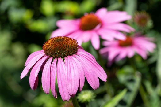 Coneflower (Echinacea purpurea), flowers of summer