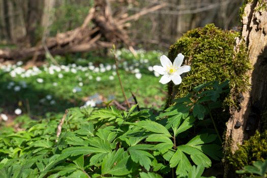 Forest during springtime, close up image of windflowers (Anemone nemorosa)