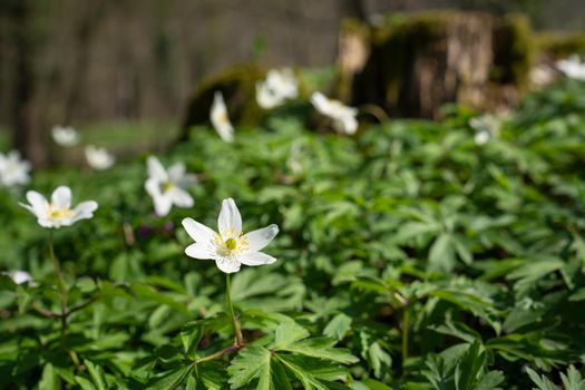 Forest during springtime, close up image of windflowers (Anemone nemorosa)