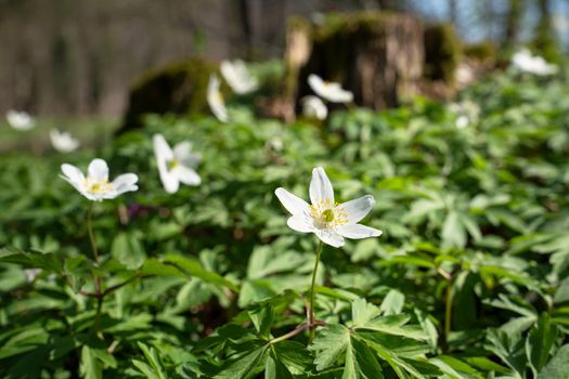 Forest during springtime, close up image of windflowers (Anemone nemorosa)