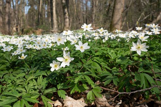 Forest during springtime, close up image of windflowers (Anemone nemorosa)