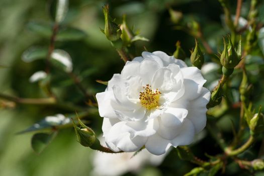 Close up image of rose blossom, bee-friendly flower of summer