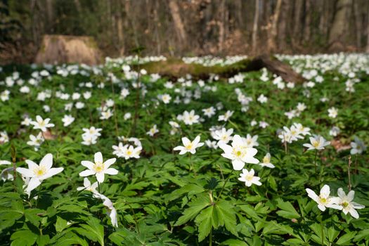 Forest during springtime, close up image of windflowers (Anemone nemorosa)