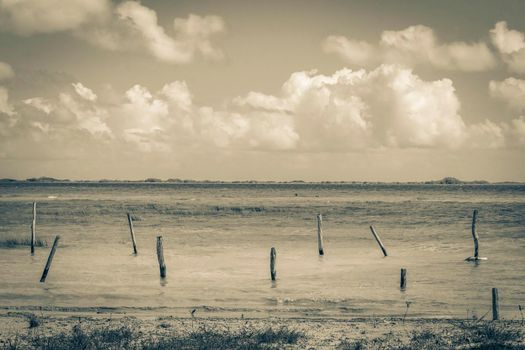 Old black and white picture of the natural panorama view to the Muyil Lagoon in tropical jungle nature forest in Sian Ka'an National park Muyil Chunyaxche Quintana Roo Mexico.