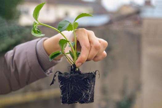 Woman holds strawberry seedlings for planting Spring