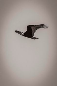 Old black and white picture of a tropical Black Turkey Vulture Cathartes aura aura flies lonely with cloudy sky background in Sian Ka'an National park Muyil Chunyaxche Quintana Roo Mexico.