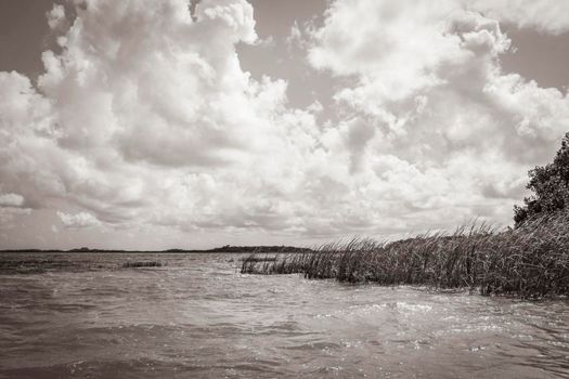 Old black and white picture of the natural panorama view to the Muyil Lagoon in tropical jungle nature forest in Sian Ka'an National park Muyil Chunyaxche Quintana Roo Mexico.