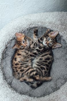 Two young cute bengal cats laying on a soft cat's shelf of a cat's house indoors. Top view.