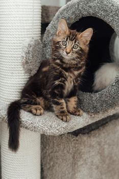 Young marble longhair bengal cat sitting on a soft cat's shelf of a cat's house indoors.