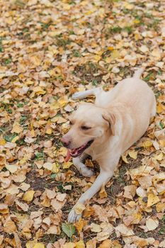 Young cute Labrador dog laying on yellow fallen leaves in autumn forest.