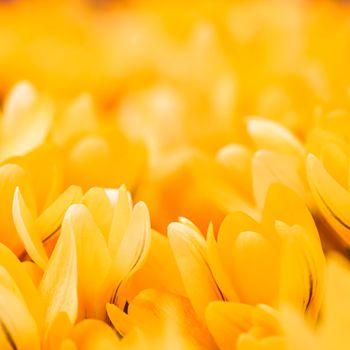 Yellow crocus flowers. Macro floral background for holiday brand design