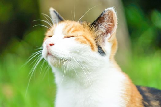 Sanjo cat in the meadow. Shooting Location: Tokyo metropolitan area