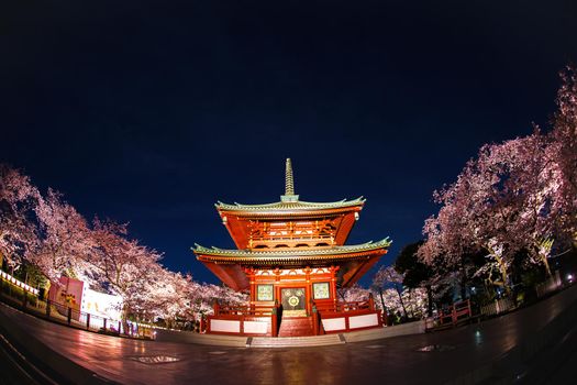 Temple and Night Sakura. Shooting Location: Yokohama-city kanagawa prefecture