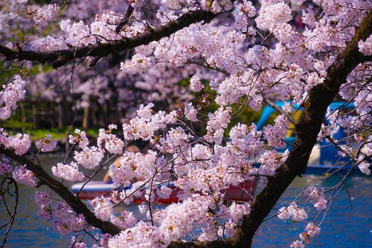 Cherry blossoms in the well park. Shooting Location: Tokyo metropolitan area
