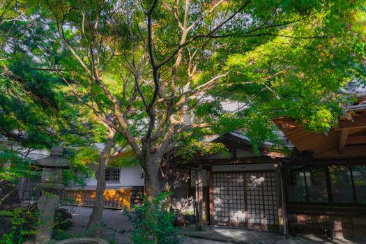 New green and twilight of a circle. Shooting Location: Kamakura City, Kanagawa Prefecture