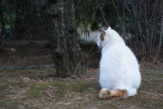 Image of white cat. Shooting Location: Yokohama-city kanagawa prefecture