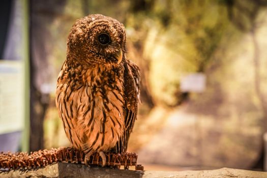 Cute owl image. Shooting Location: Yokohama-city kanagawa prefecture