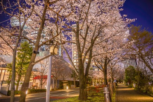 Night cherry blossoms and towns of Akasaka, Minato-ku, Tokyo. Shooting Location: Tokyo metropolitan area