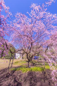 Branched cherry blossoms and sun sky sky. Shooting Location: Tokyo metropolitan area