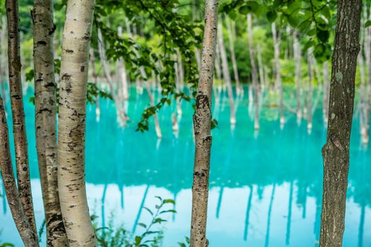 Blue pond that looks like Hayayashi (Hokkaido Biei-cho). Shooting Location: Hokkaido Biei-cho